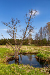 Piękno wiosennego krajobrazu Podlasia, Polska © podlaski49