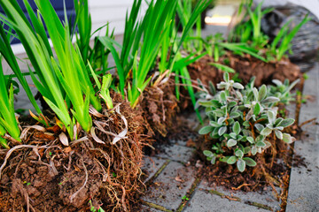 Transplanting flowers into soil of flower bed. View of flowers with tubers. Background