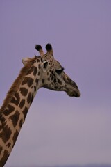 Close up of a giraffe in a purple background