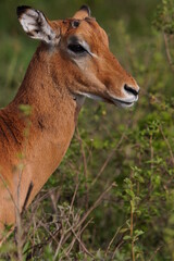 Closeup of impala in the wild