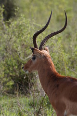 Naklejka na ściany i meble Impala antilope in Nairobi National Park