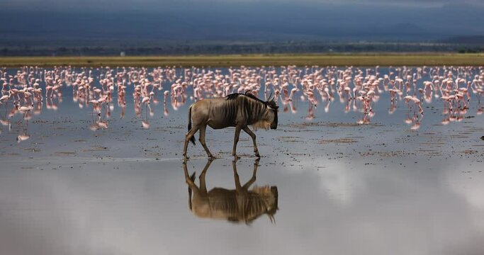 Wildebeest crossing the amboseli marshes