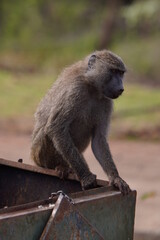 A monkey sitting at safari