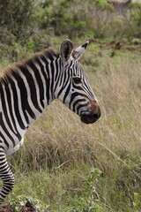 Fototapeta na wymiar Side of a zebra as seen in a safari