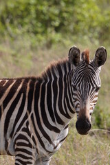 Zebra in the safari looking front
