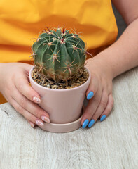 Female hands hold pot with cactus ferocactus latispinus. Selective focus. Picture for articles about hobbies, plants.