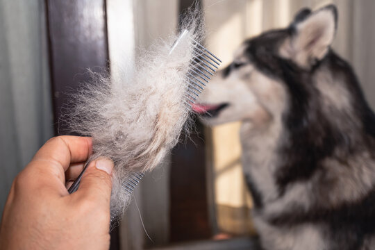 Dog hair loss. A man combed a Siberian dog with a metal comb. The dog's hair is on hand. Dogs that are in poor health cause a lot of hair loss.