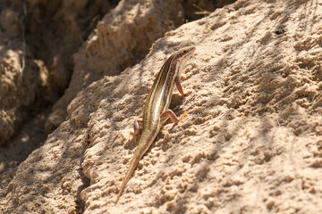 Western Three Striped Skink (Trachylepis occidentalis), Kgalagadi, South Africa