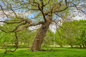 Old dead tree in a park