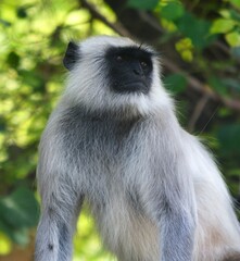 Lone Monkey is watching the perimeter for the colony