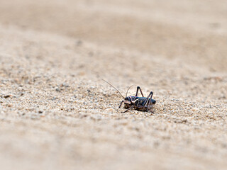Male Mormon cricket, Anabrus simplex, in the sandy Nevada desert near Reno during springtime.