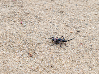 Female Mormon cricket, Anabrus simplex, in the sandy Nevada desert near Reno during springtime.