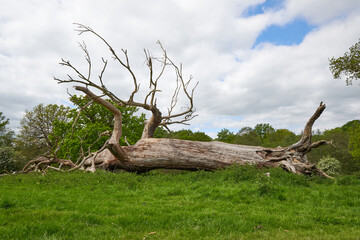 Old bare fallen tree trunk in a park