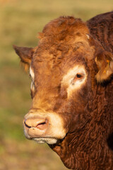 Retrato de un toro de raza Limousin en un prado 