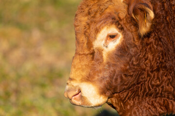 Retrato de un toro de raza Limousin en un prado 