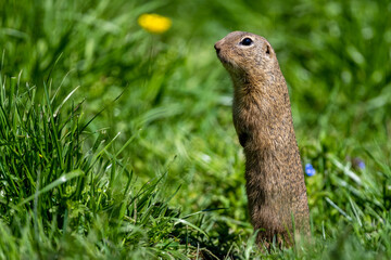European ground squirrel, European souslik, Spermophilus citellus. The Muran Plateau National Park, Slovakia.