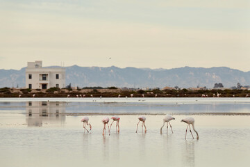 Flamingos eating in the ebro delta