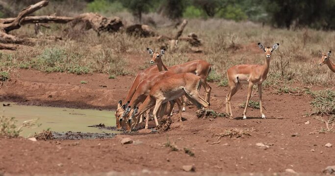 Impalas drink water in the savannah