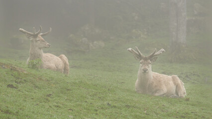 Don deer in the mist