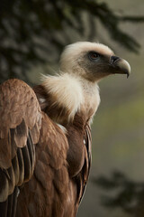 Detail of a griffon vulture