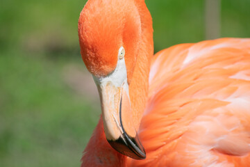 Pink flamingo bending neck