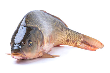 Raw carp fish isolate on a white background. The fish looks into the camera