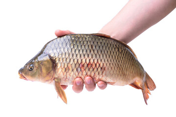 Large live fish carp in a man's hand