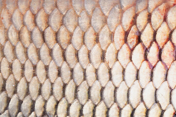 The texture of the scales of the carp fish. Soft focus