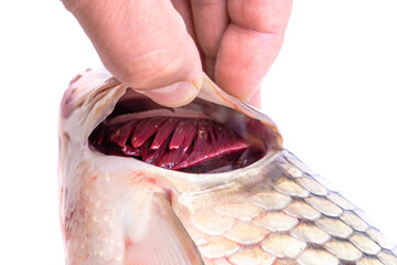 Fototapeta premium A man's hand shows the gills of a fresh carp fish, close-up