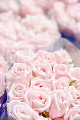 Róże jasne © Marart.pl