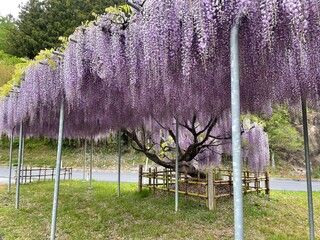 lavender field in spring