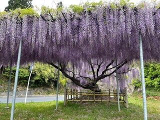 lavender field in region