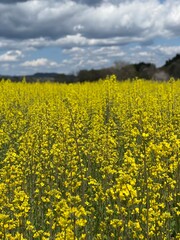Obraz premium rapeseed field