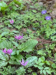flowers in the garden