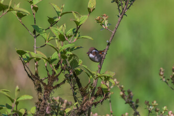 White-browed fulvetta (Fulvetta vinipectus) in search of food on Sandakaphu trail, India
