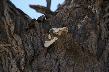 Black-backed Jackal skull in a tree (presumably left by a Leopard), Kgalagadi Trasnfrontier Park, South Africa