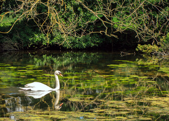 Beautiful Mute a graceful Swan swinning in a lake lit by golden sunlight, with a lovely reflection of the swan and trees in the lake
