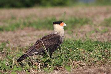 Carcará in brazil 3