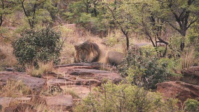 Lion sleeping on rocks in african savannah bushes, Welgevonden reserve.
