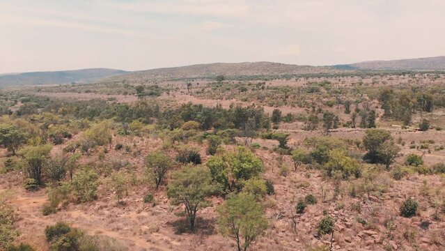 Drone shot of african savannah bushland with acacia trees and shrubs.
