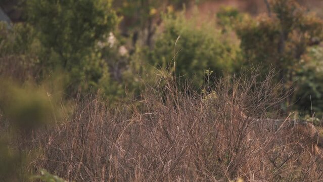 Black-backed jackal trotting in african savannah bushland, slow motion.