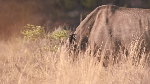 White rhinoceros grazing in tall savannah grass in african heat.