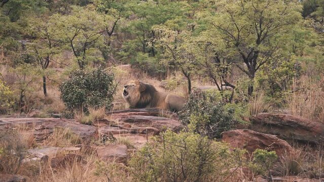 Lion lying on rocks in african savannah bushes and roaring repeatedly.