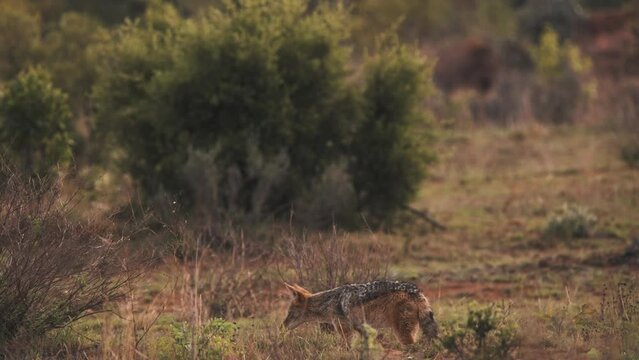 Black-backed jackal prowling african savannah bushland at dusk.