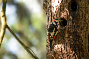 The spotted woodpecker inspects its nest in the hollow of a tree.