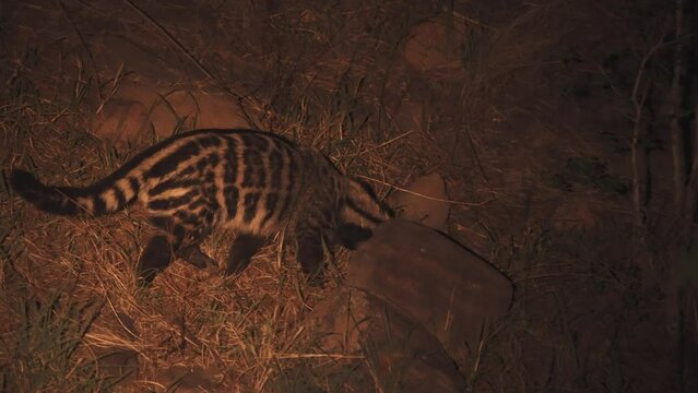 Civet looking for food in african savannah at night, night vision shot.
