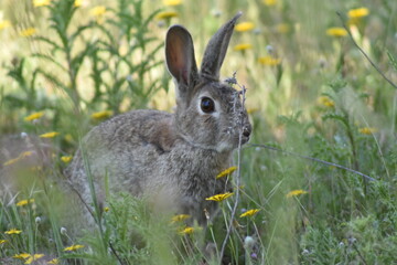 Conejo salvaje en el campo 