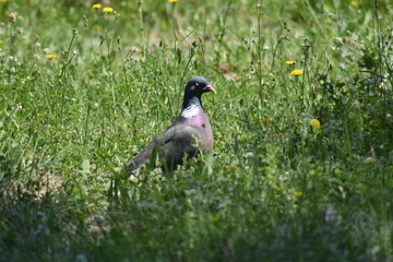 Paloma torcaz posada en el suelo sobre la hierba
