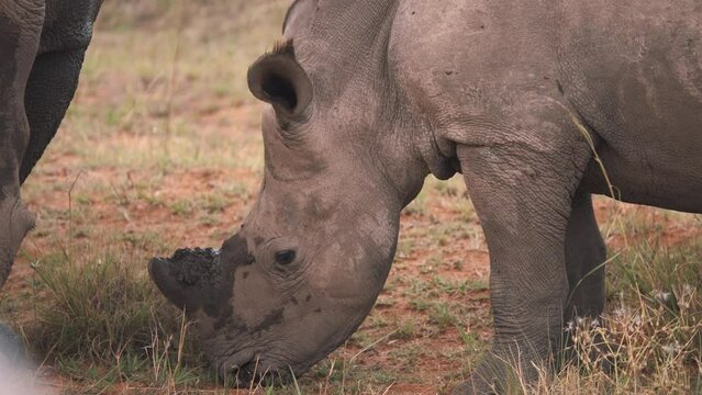 Baby white rhinoceros calf grazing on grass next to another rhino.
