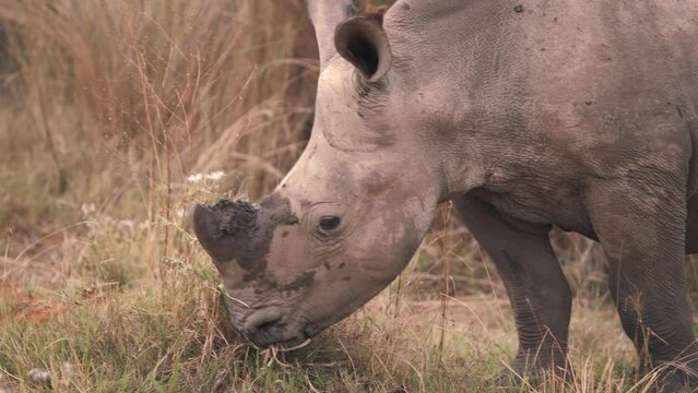 Baby white rhinoceros calf grazing on grass in african savannah.